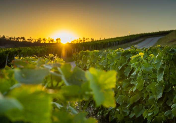 Aurore dans les vignes