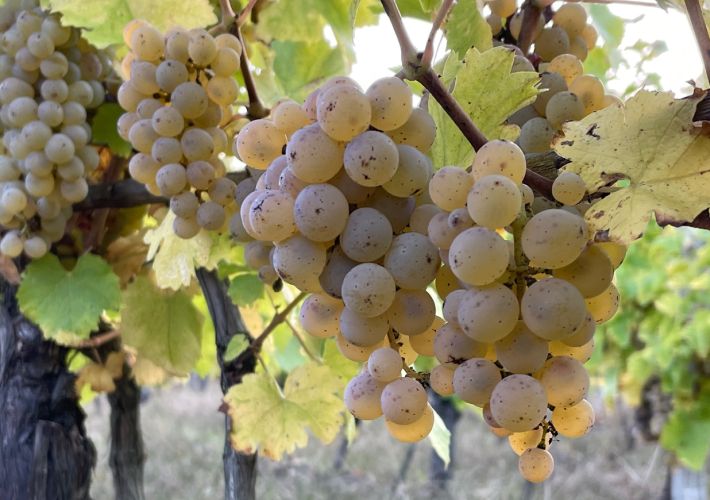 Sauvignon a maturite