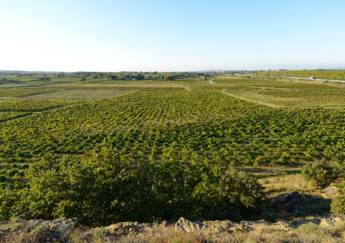 Vignes Printemps Chateauneuf